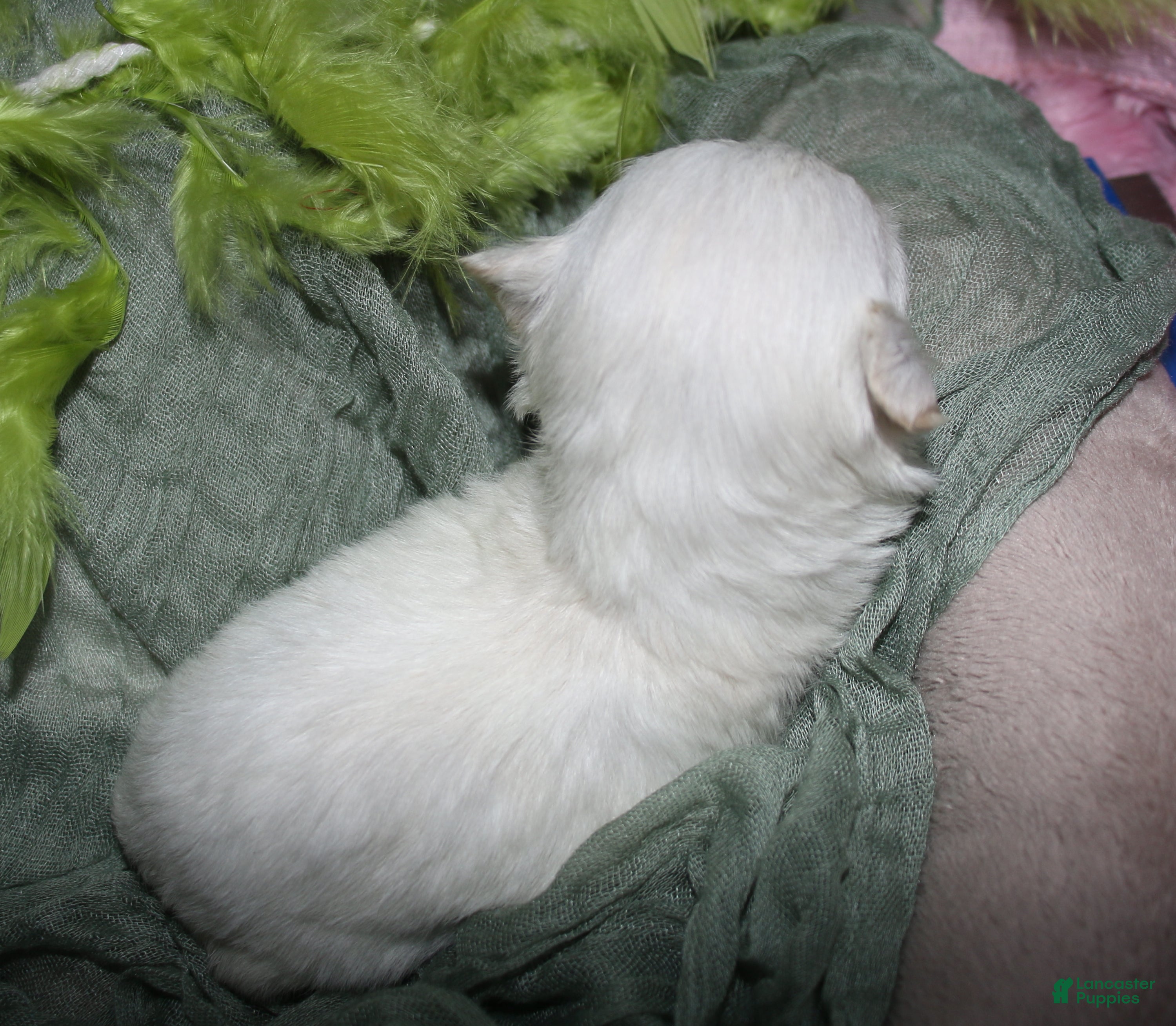 Maltese dogs for sale: Noah - Ad 2
