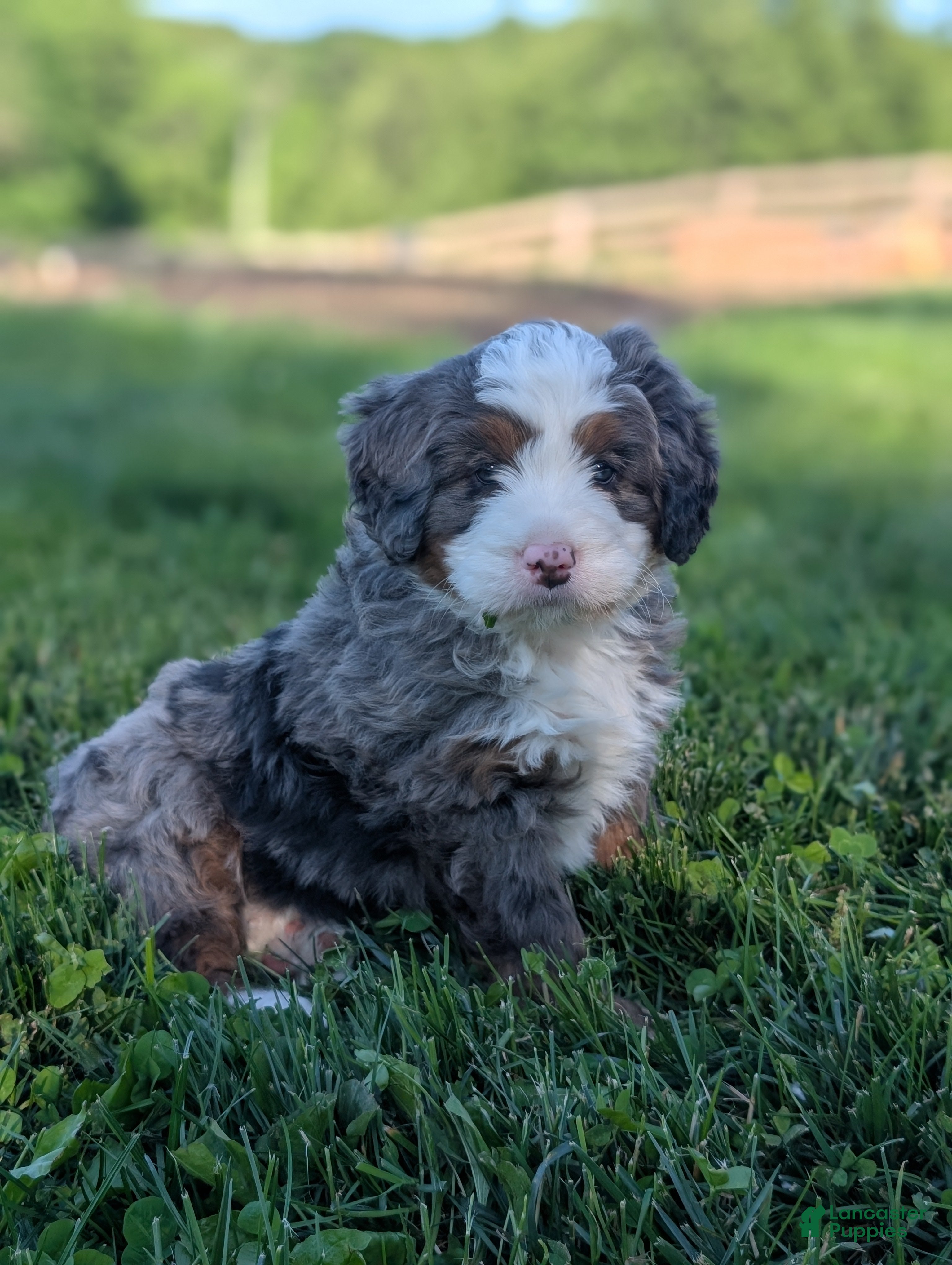 Bernedoodle dogs for sale: Spencer - Ad 8
