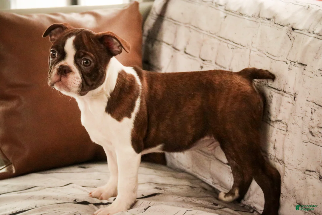 Boston Terrier dogs for sale: Kade - Ad 1