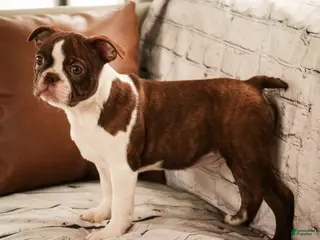 Boston Terrier dogs for sale: Kade - Ad 3
