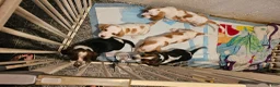 Basset Hound dogs for sale: Basset Hound 3 - Ad 13