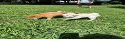 Shiba Inu dogs for sale: Snowball - Ad 3
