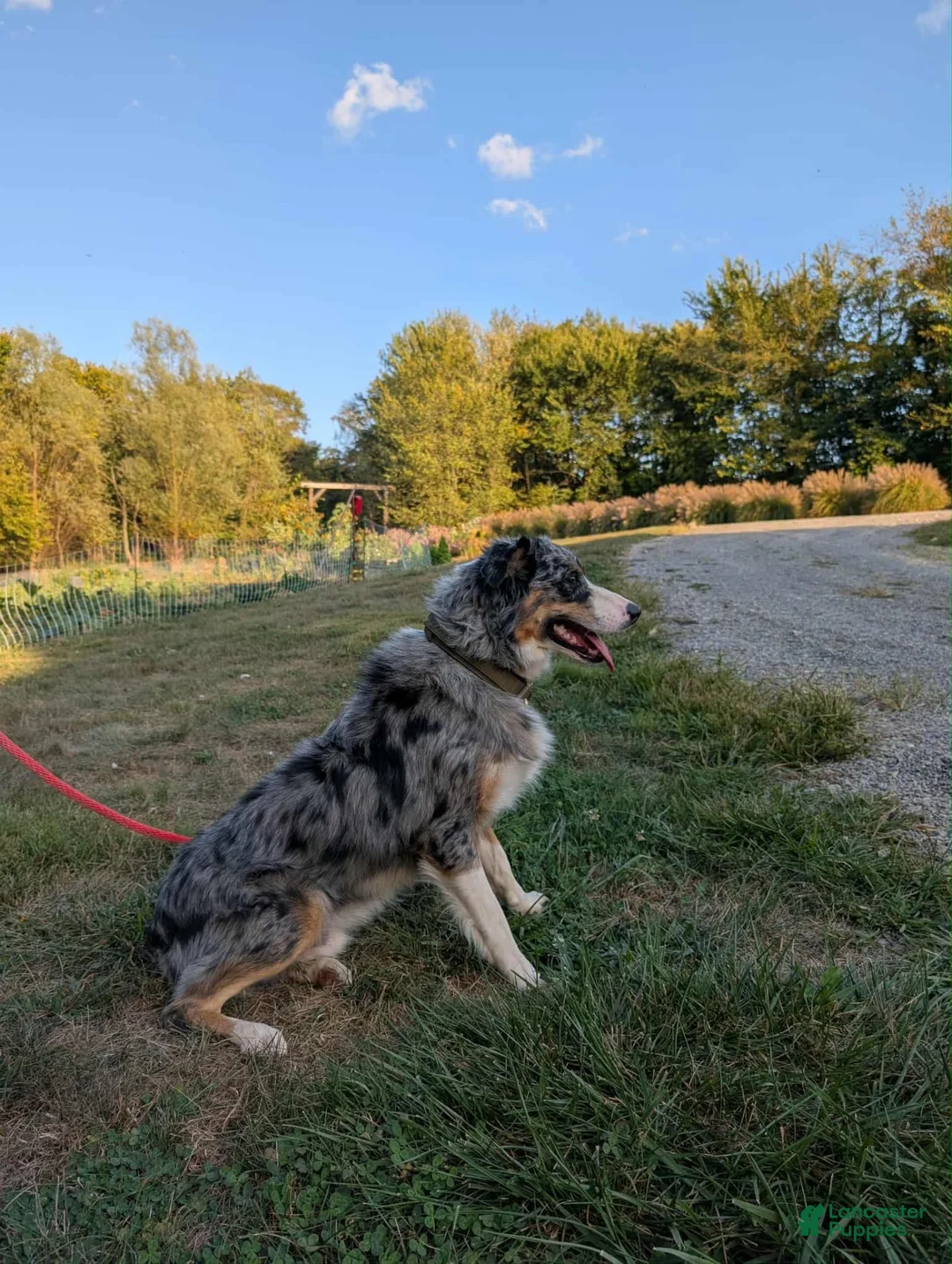 Australian Shepherd dogs for sale: Pebbles - Ad 9
