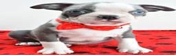 Boston Terrier dogs for sale: Issac - Ad 6