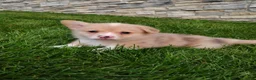Welsh Corgi Pembroke dogs for sale: Welsh Corgi Pembroke 3 - Ad 7