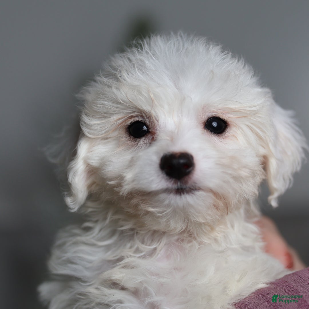 Teddy Bear dogs for sale: Jinko (Mini size) - Ad 3