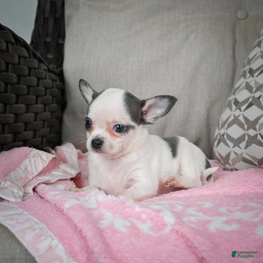 Chihuahua dogs for sale: Jake - Ad 9