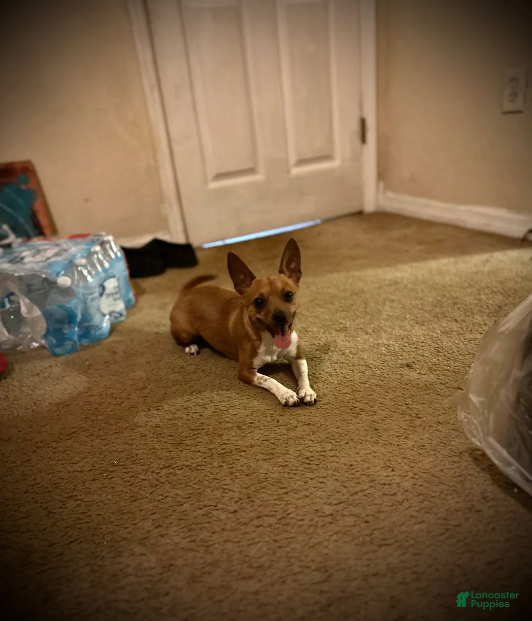 Chihuahua dogs for sale: Oreo  - Ad 4