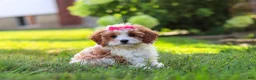 Cavapoo dogs for sale: Lilly - Ad 4