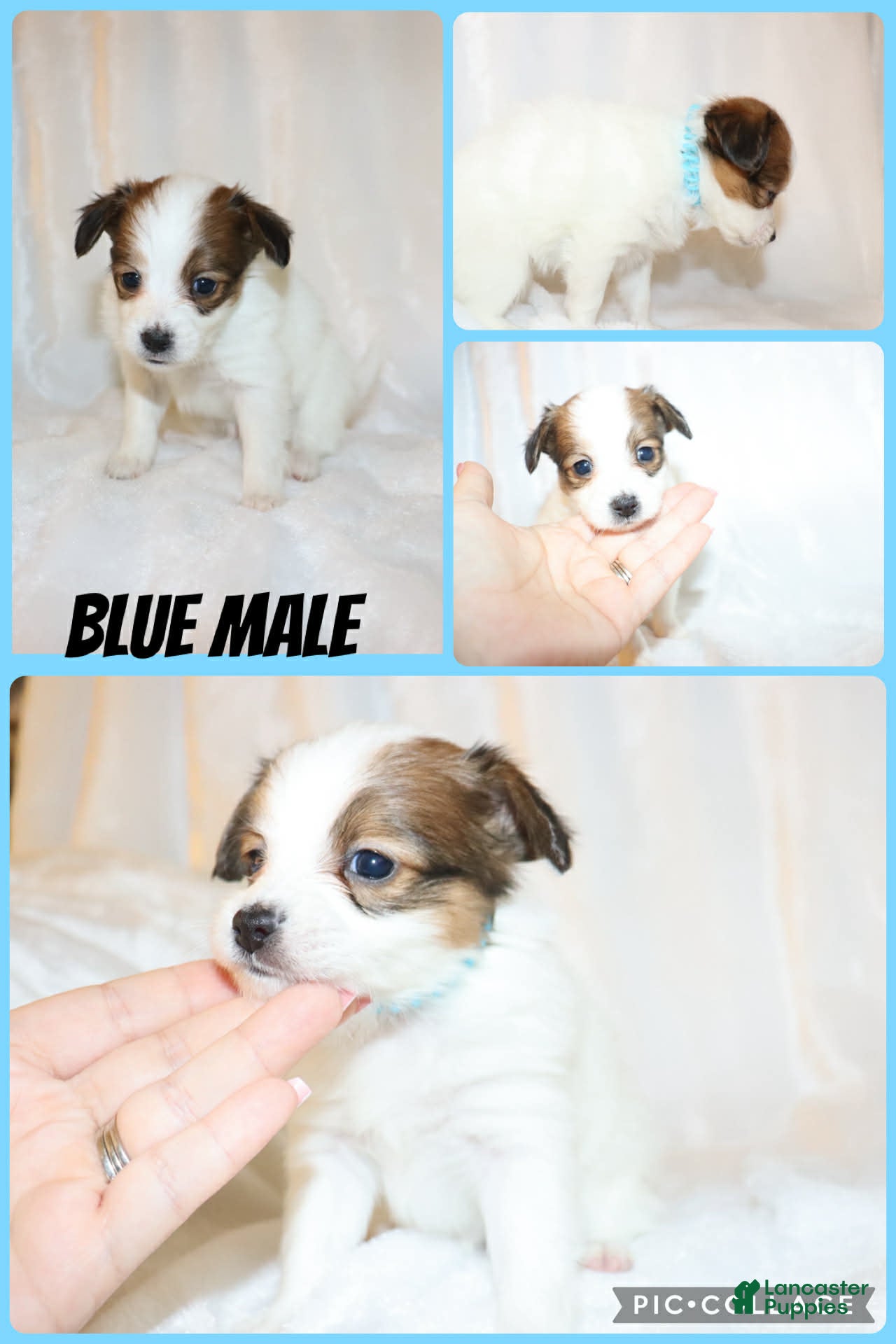 Papillon dogs Blue boy - Ad 34