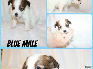 Papillon dogs Blue boy - Ad 34