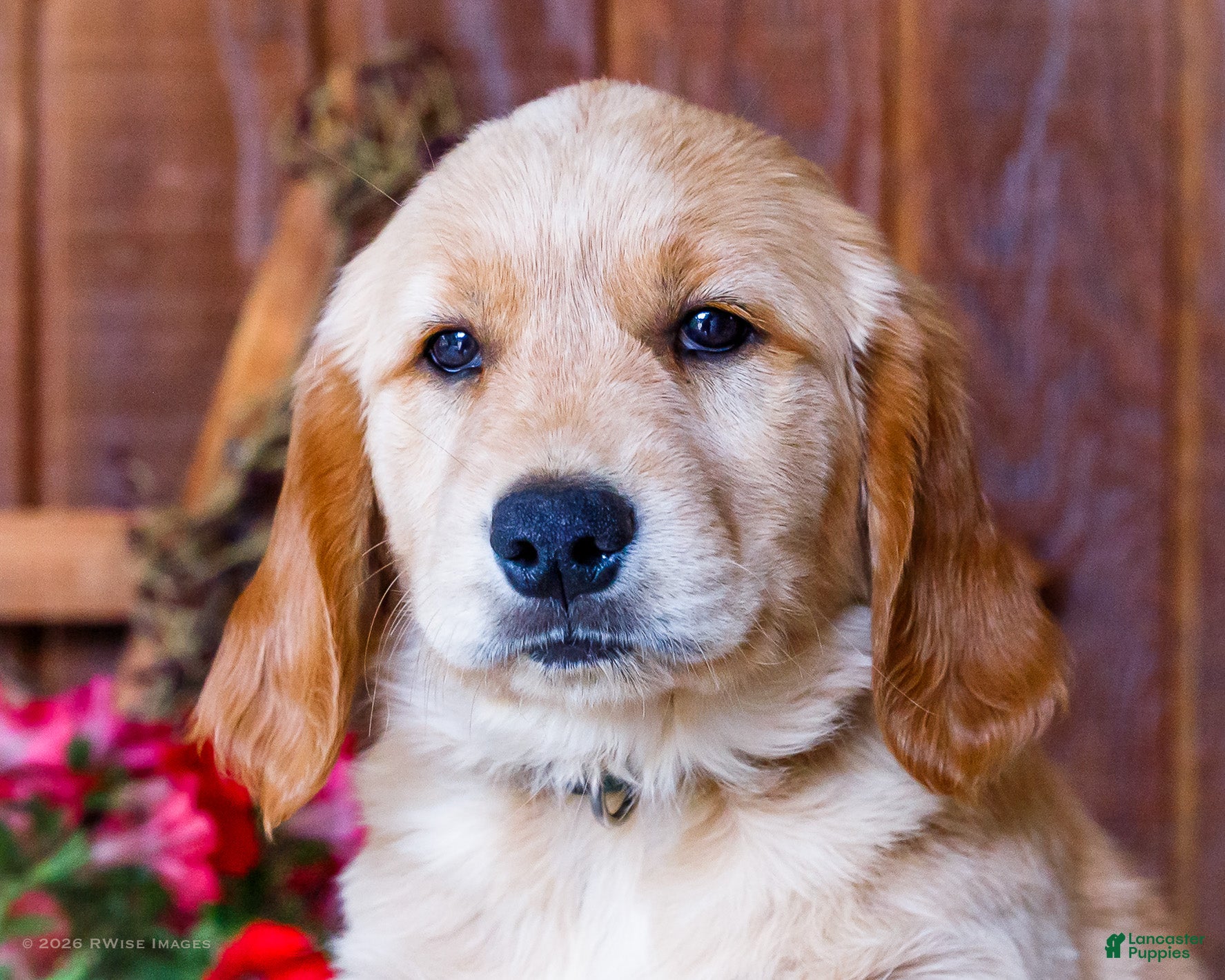 Golden Retriever dogs Jasmine - Ad 2