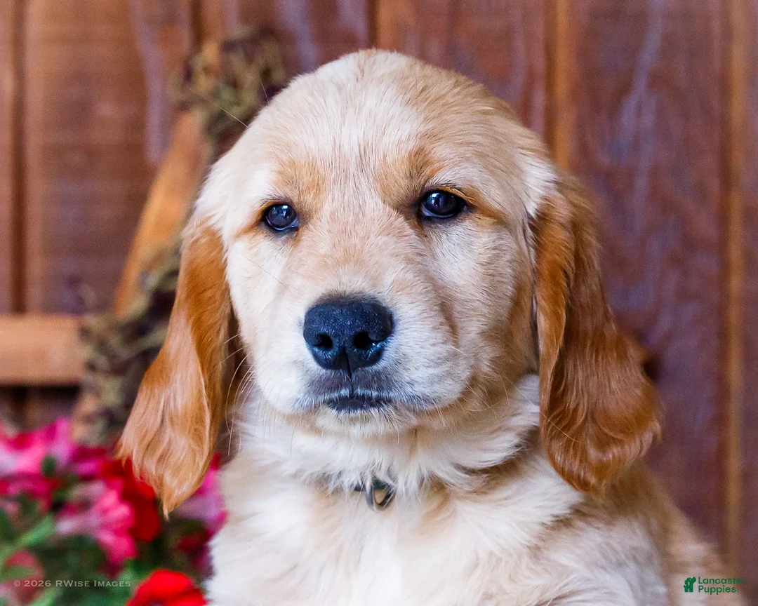 Golden Retriever dogs for sale: Jasmine - Ad 2