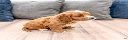 Cavapoo dogs for sale: Rocky - Ad 7