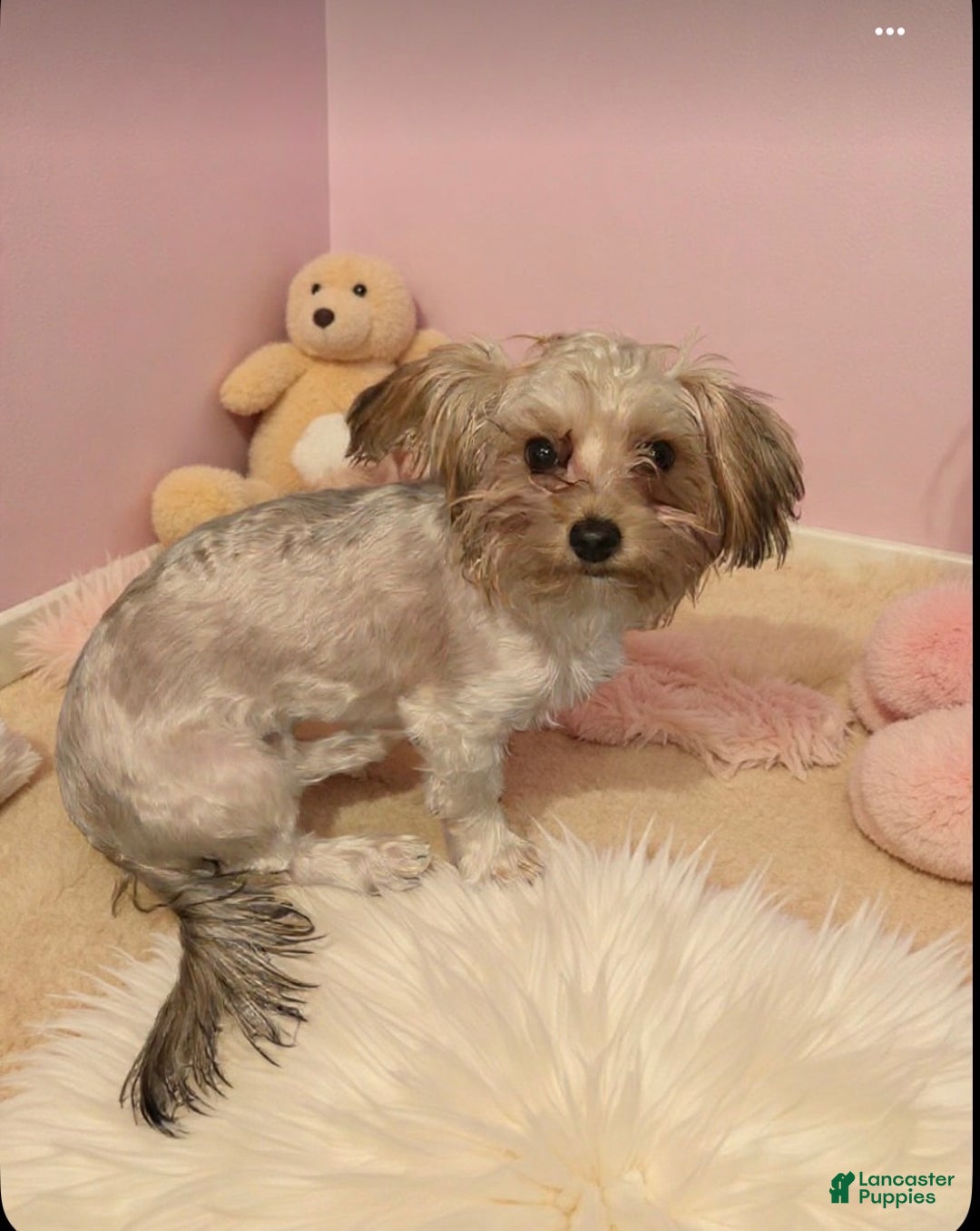 Yorkiepoo dogs for sale: Yorkiepoo Puppy 1 - Ad 1