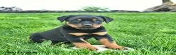 Rottweiler dogs for sale: Bruno  - Ad 2
