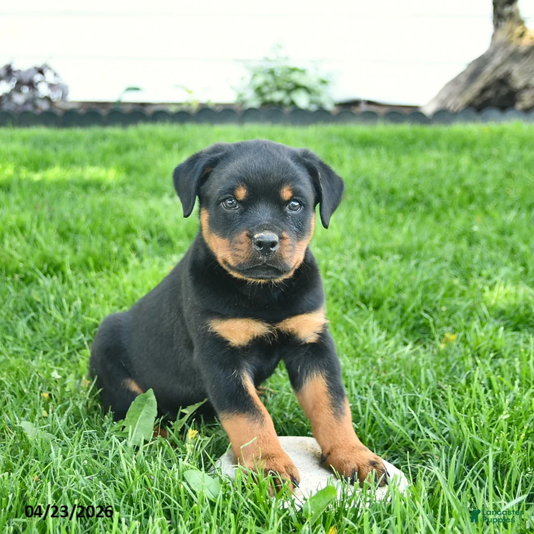 Rottweiler dogs for sale: Bruno  - Ad 2