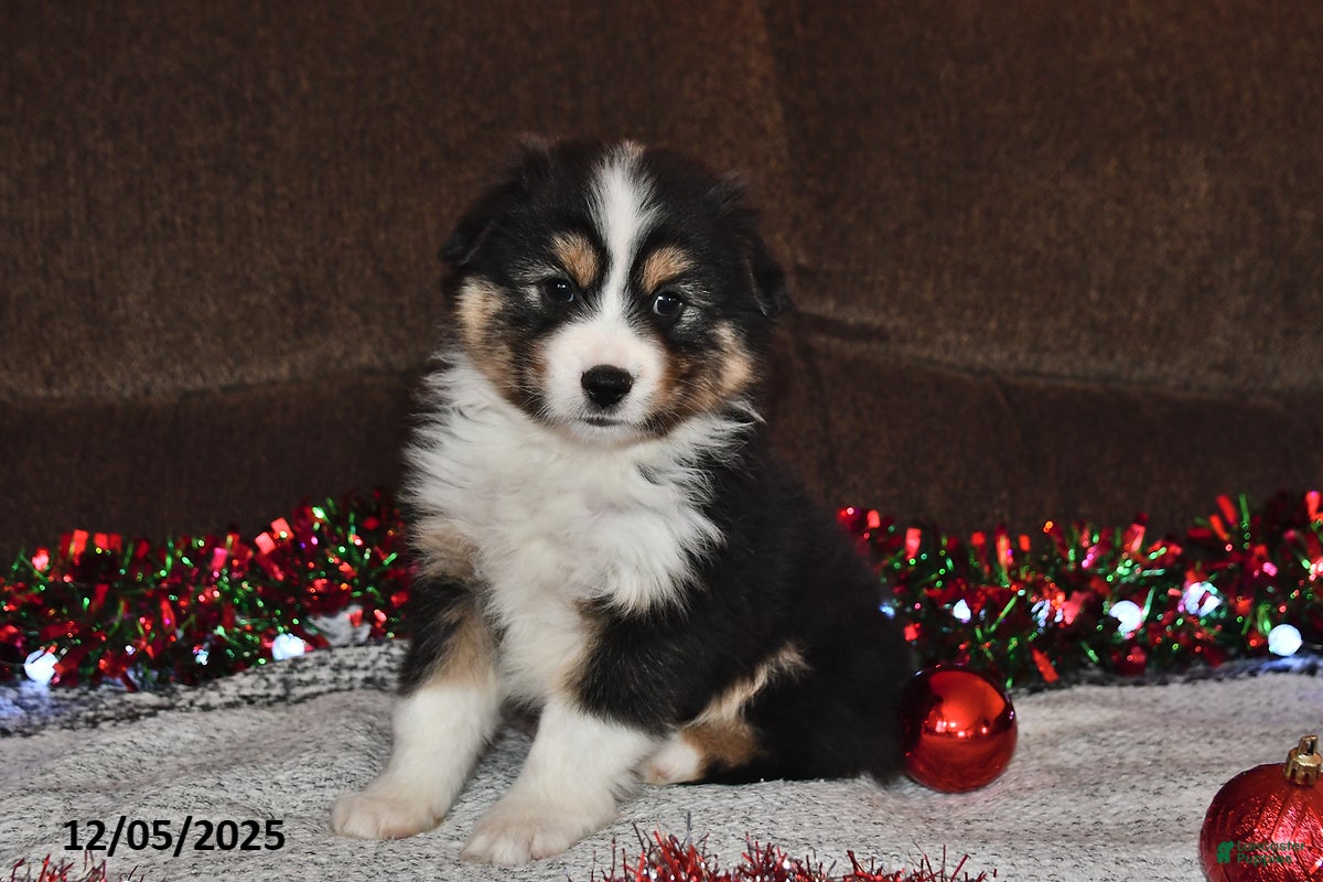 Miniature Australian Shepherd dogs Buttons - Ad 9