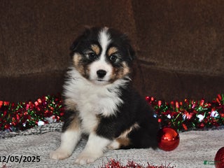 Miniature Australian Shepherd dogs Buttons - Ad 15