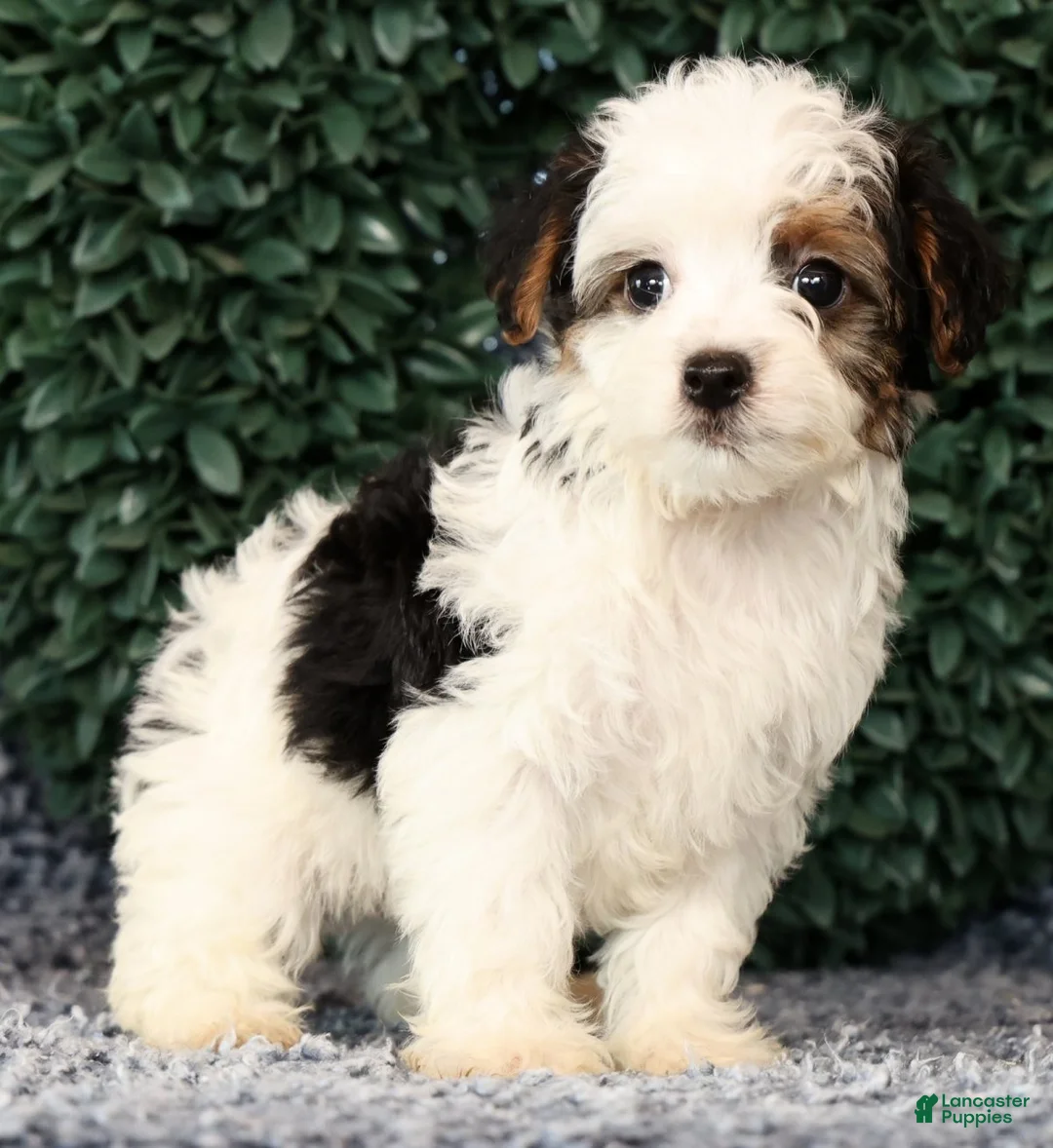 Yorkiepoo dogs for sale: Angela - Ad 1