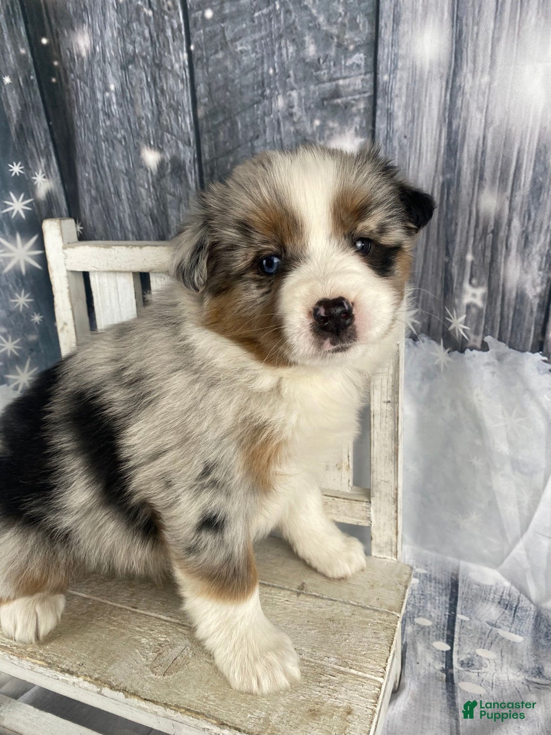 Australian Shepherd dogs for sale: Calla - Ad 8