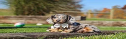 Miniature Dachshund dogs for sale: Willow - Ad 6