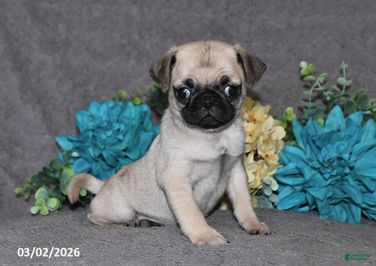 Pug dogs Nugget - Ad 1