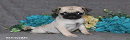 Pug dogs for sale: Nugget - Ad 1