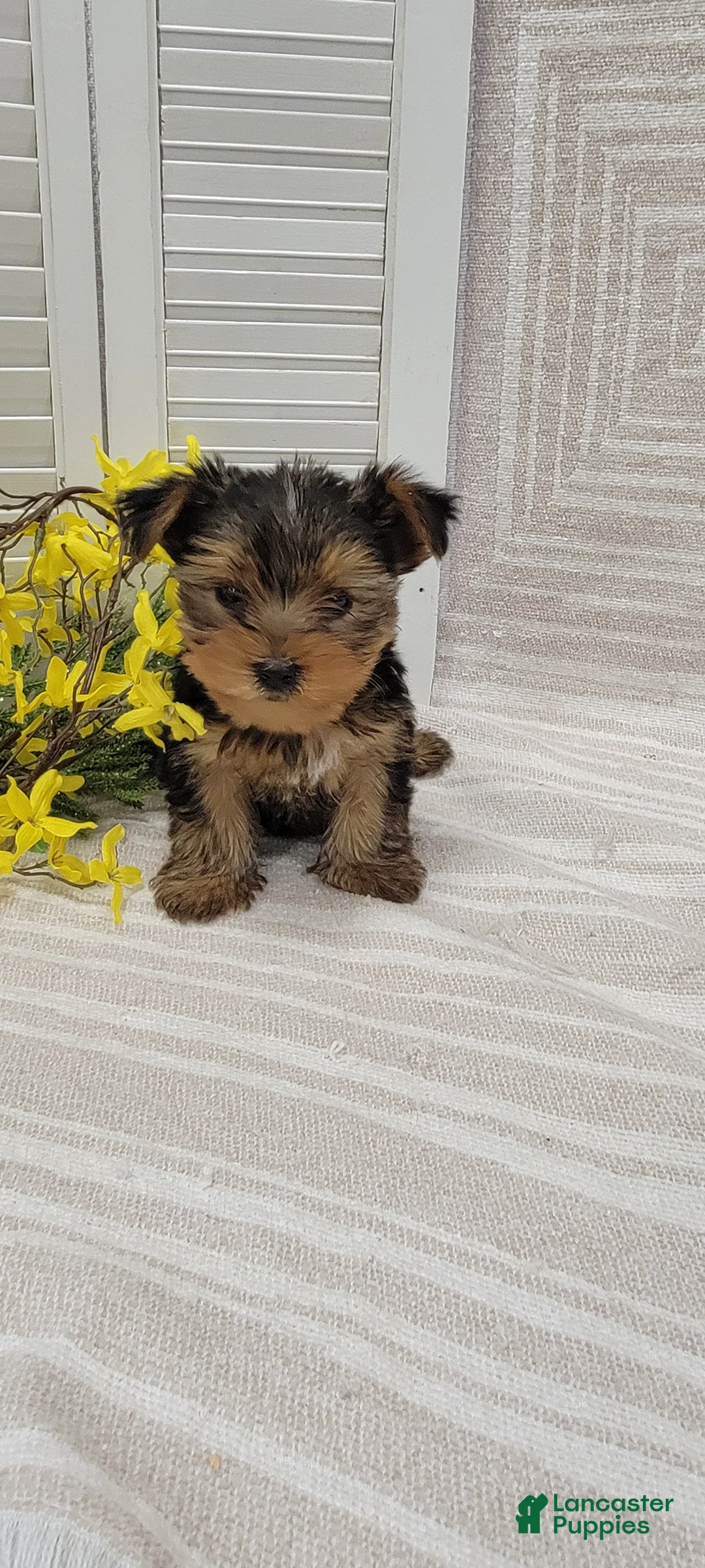 Yorkshire Terrier dogs for sale: Benji - Ad 1