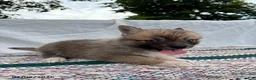 Pomsky dogs for sale: Buttons - Ad 4