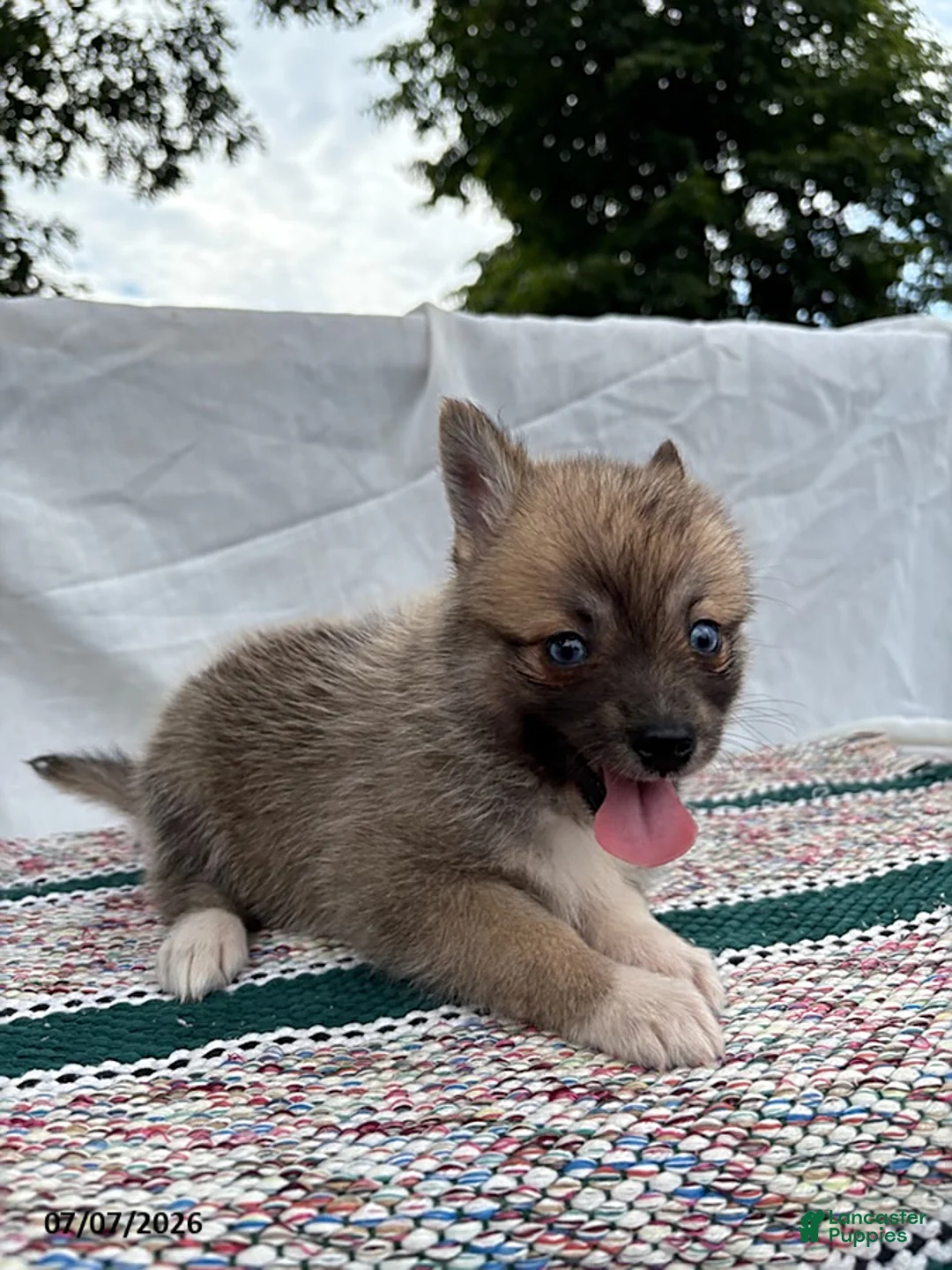 Pomsky dogs for sale: Buttons - Ad 4