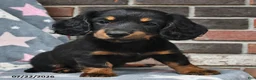 Miniature Dachshund dogs for sale: Flip Flops - Ad 2