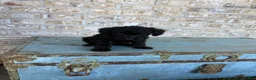 Miniature Labradoodle dogs for sale: Bella - Ad 3