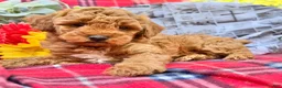 Miniature Poodle dogs for sale: Muddypaws - Ad 2