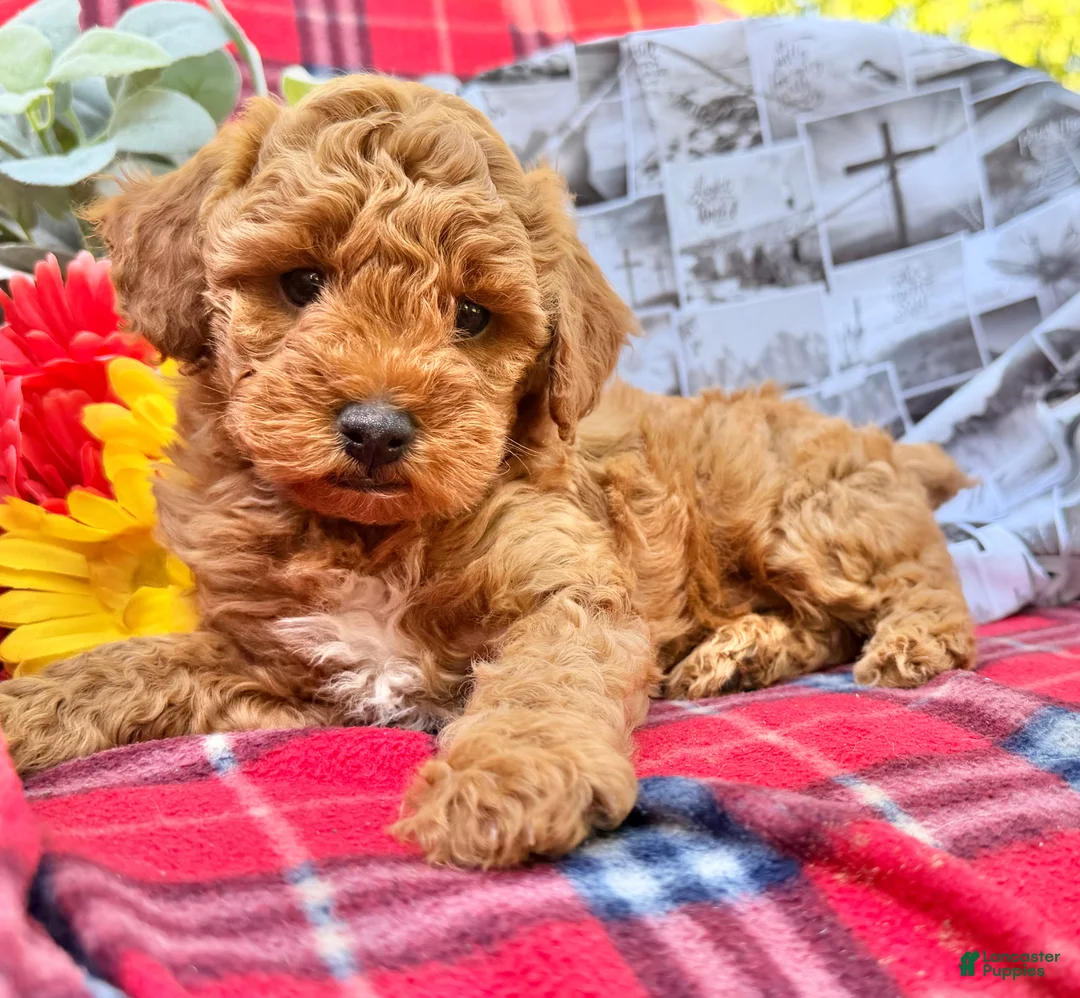 Miniature Poodle dogs for sale: Muddypaws - Ad 2