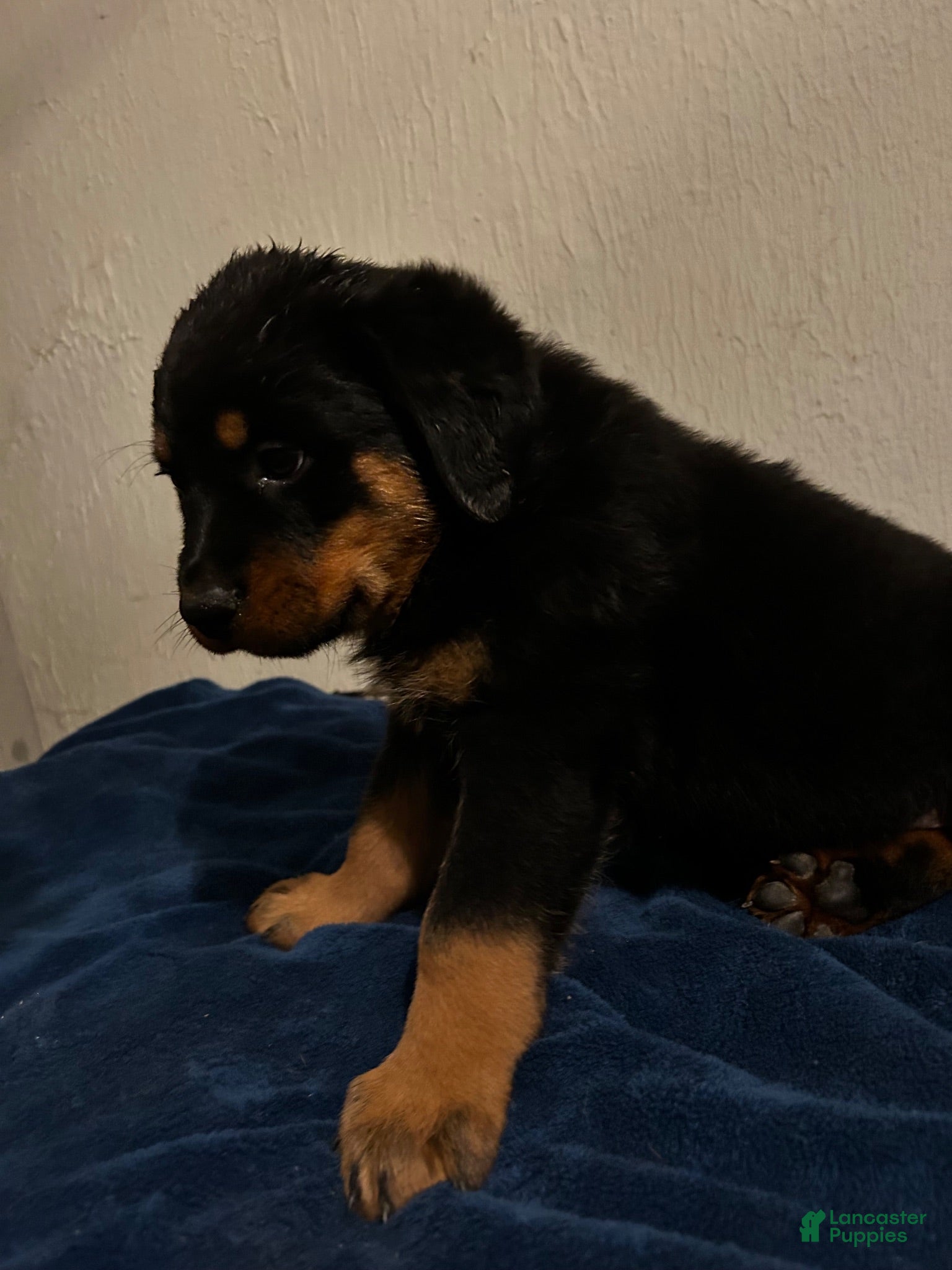 Rottweiler dogs Moose (black) - Ad 2