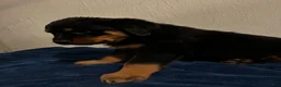 Rottweiler dogs for sale: Moose (black) - Ad 2
