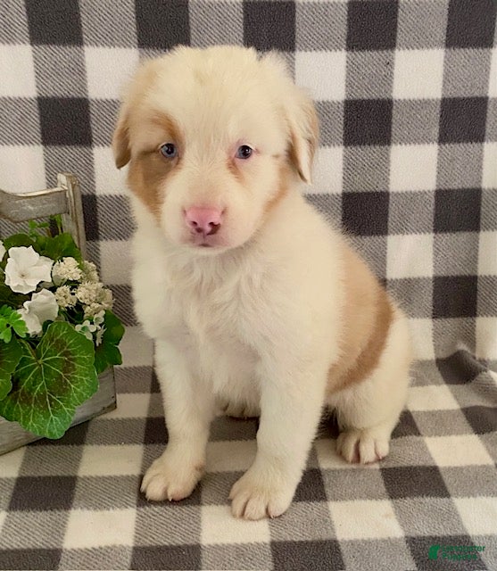 Australian Shepherd dogs Sugar - Ad 1