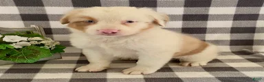 Sugar