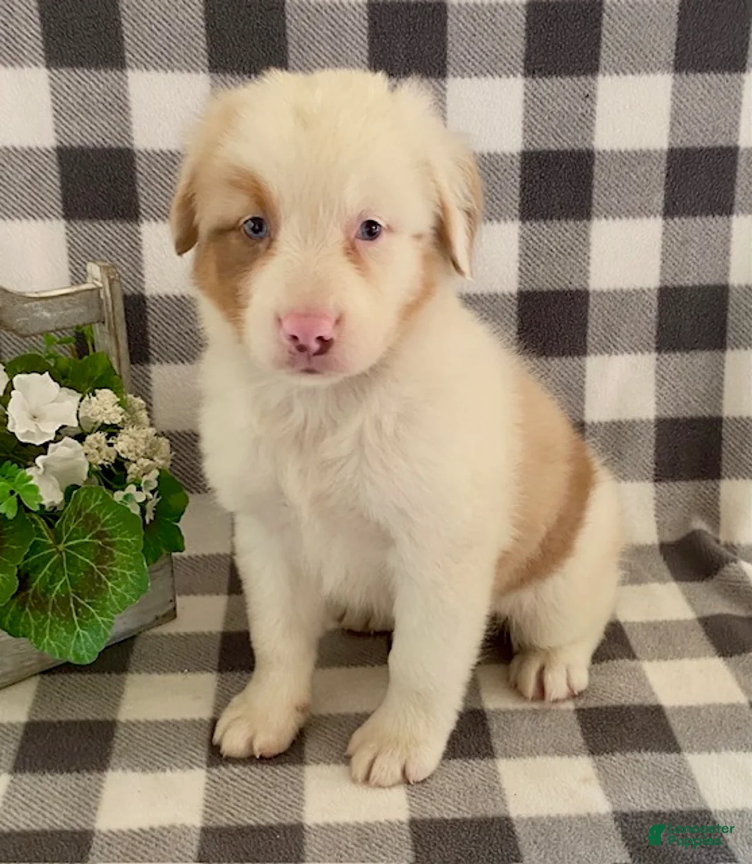 Australian Shepherd dogs for sale: Sugar - Ad 1
