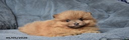 Pomeranian dogs for sale: Ranger - Ad 1