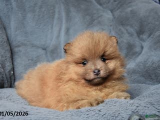 Pomeranian dogs Ranger - Ad 6