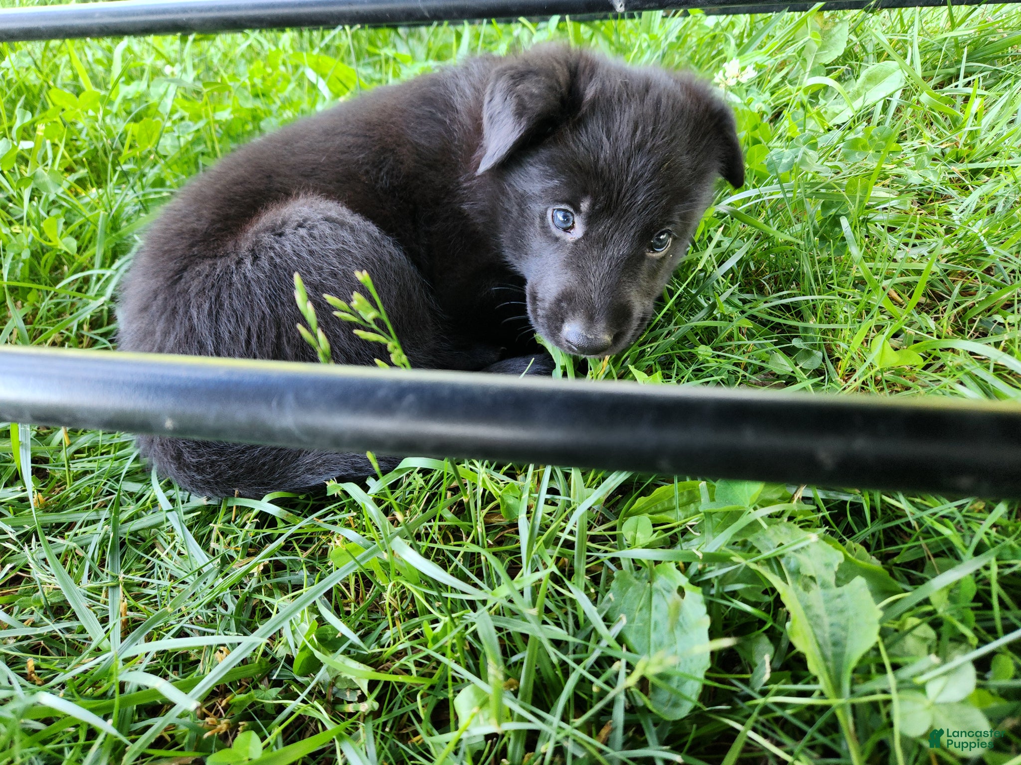 German Shepherd dogs German Shepherd Puppy 3 - Ad 24