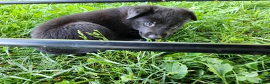 German Shepherd Puppy 3