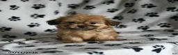Shih Tzu dogs for sale: Zorro - Ad 4