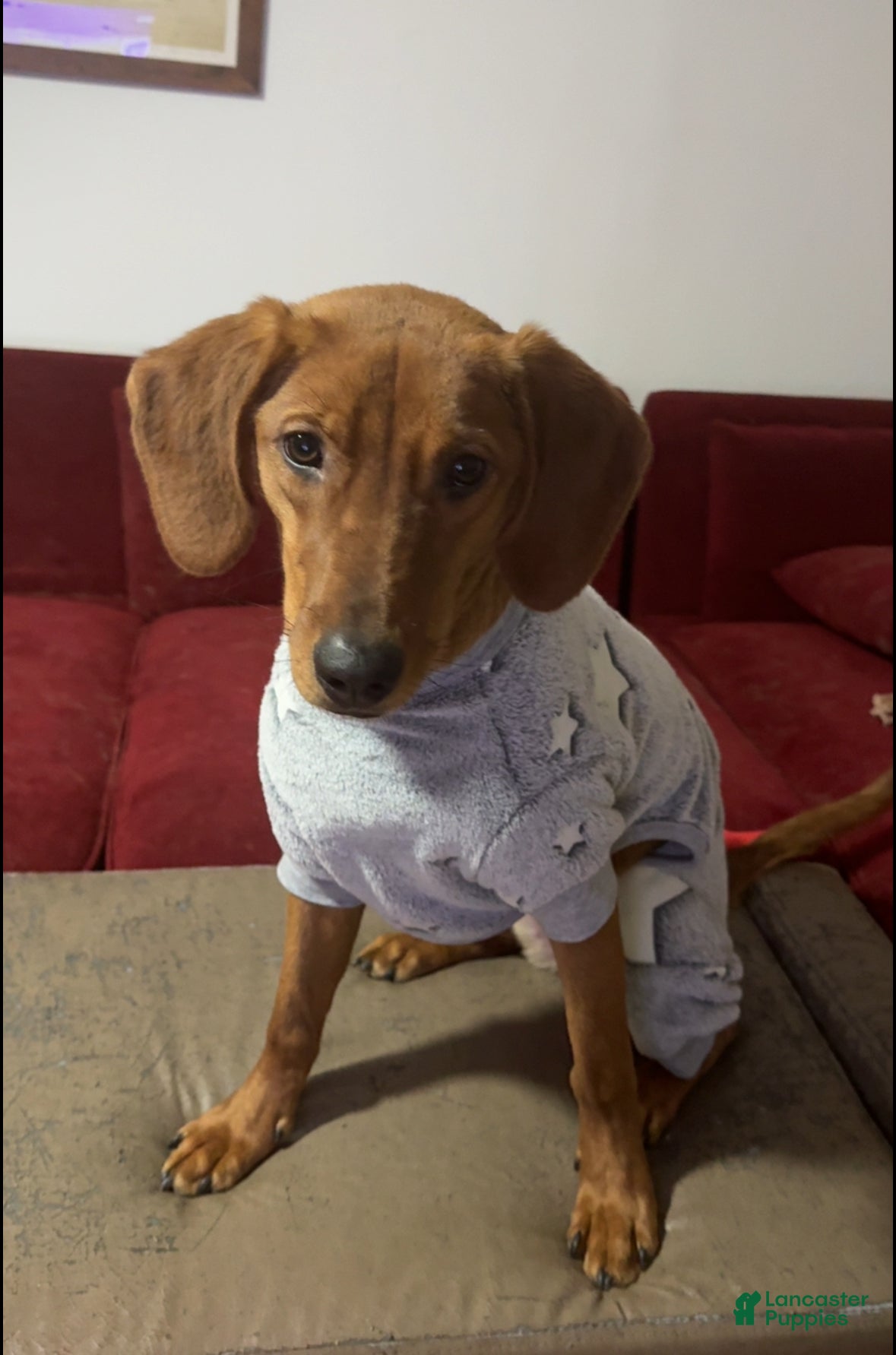 Mixed Breed dogs Mixed Breed Puppy 2 - Ad 13