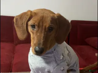 Mixed Breed dogs Mixed Breed Puppy 2 - Ad 13