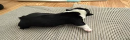 English Bulldog dogs for sale: Mario - Ad 2
