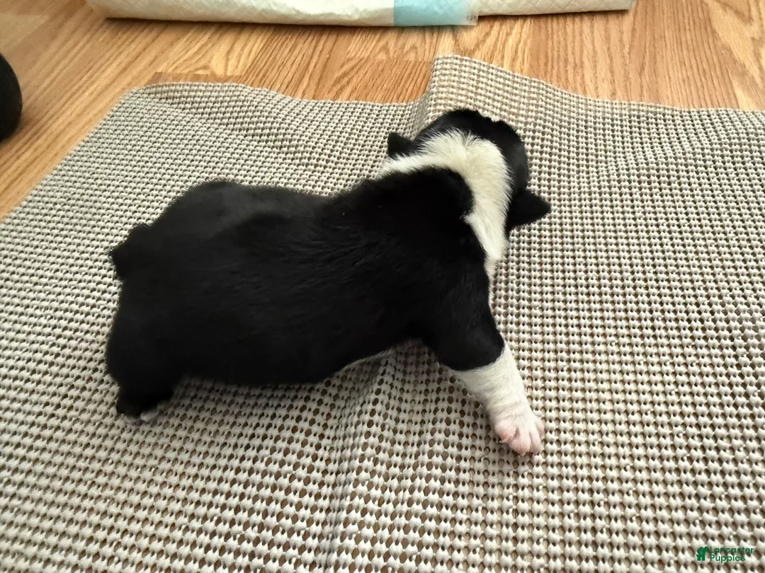 English Bulldog dogs for sale: Mario - Ad 2