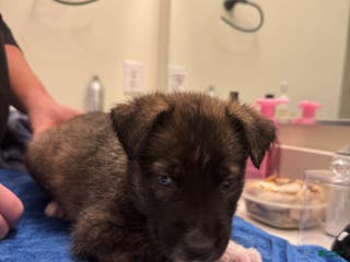 Mixed Breed dogs for sale: Jazzy - Ad 1